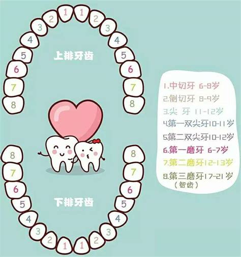 牙齒多少顆|人有多少顆牙齒？